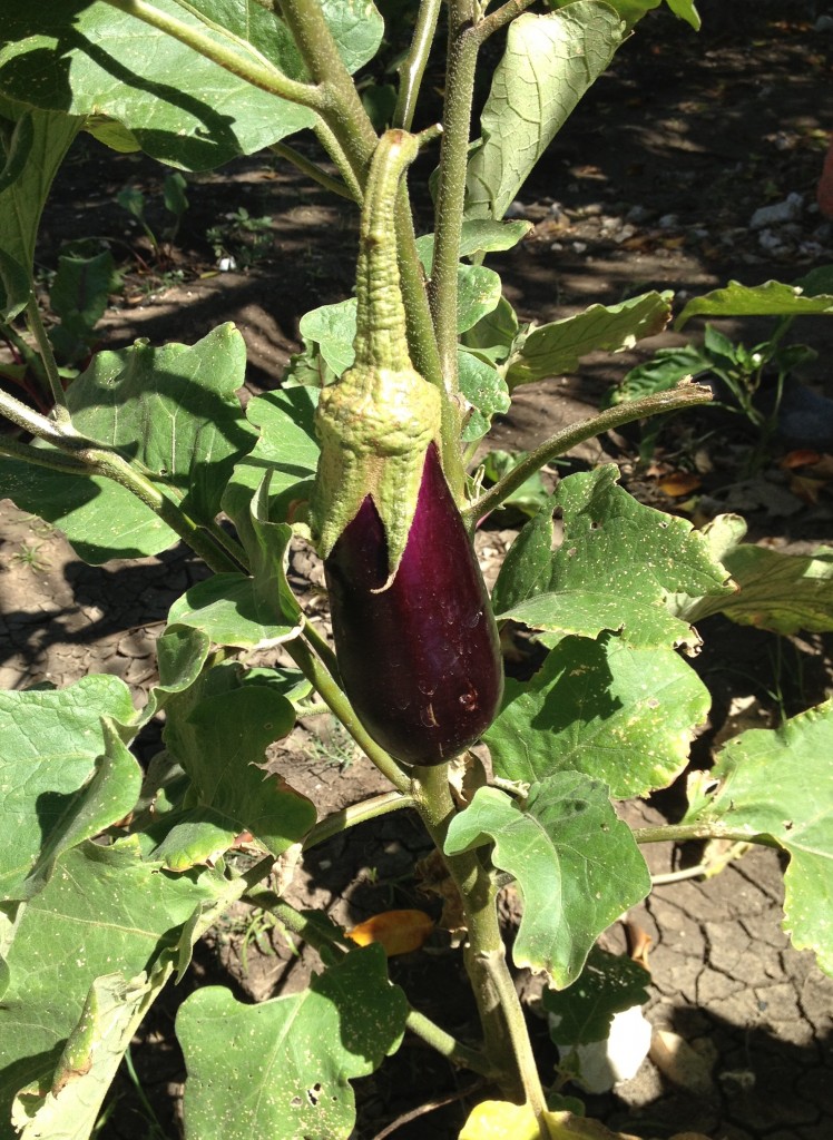 Eggplant in the garden