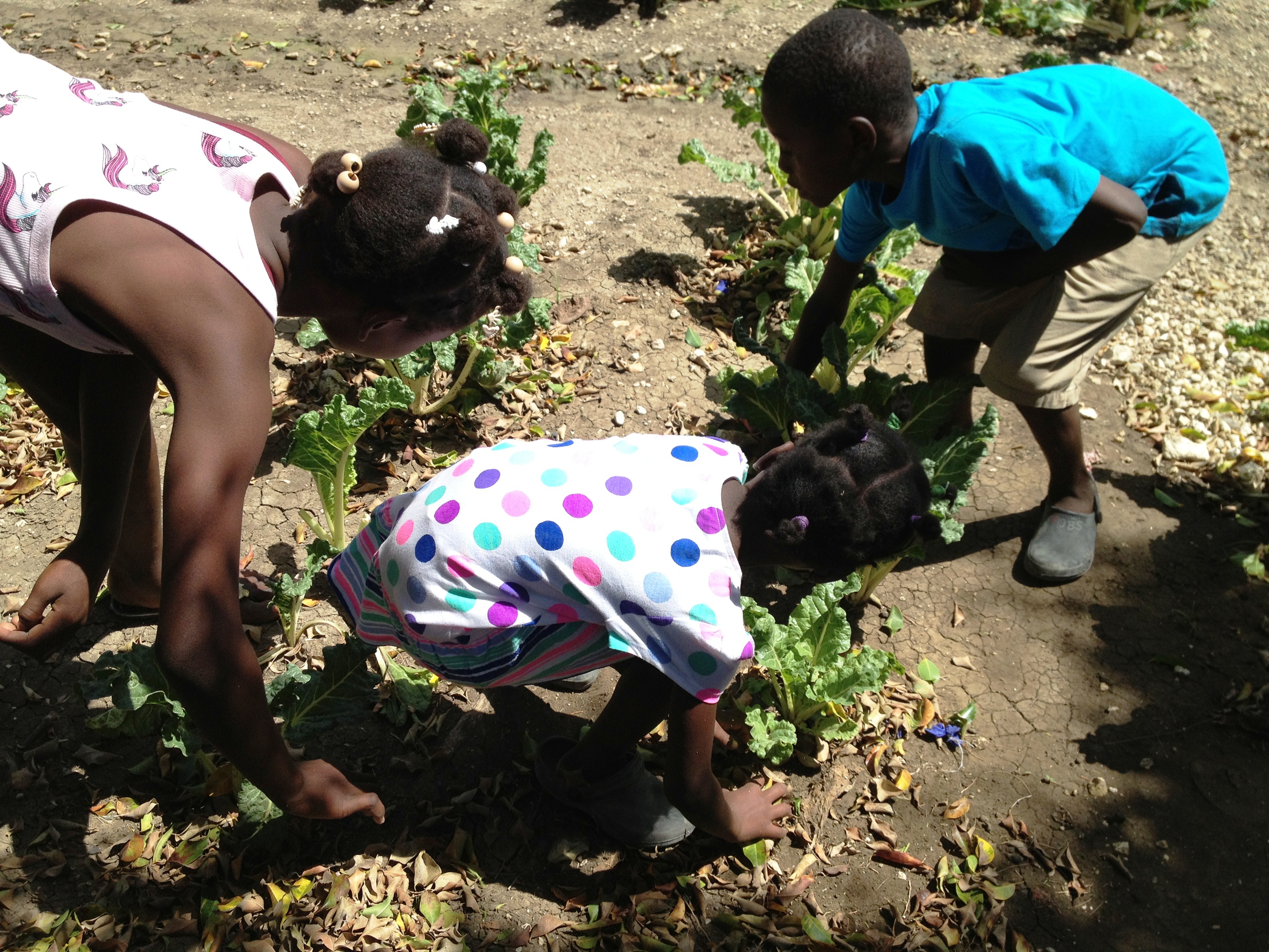 kids picking veggies